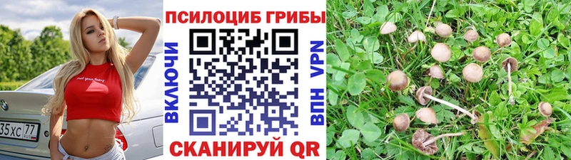 Псилоцибиновые грибы Psilocybe  Нижний Ломов 